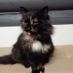 Подробнее об объявлении «Химки Найдена кошка в химках с красным ошейником» Фото: найдена кошка  «Химки Найдена кошка в химках с красным ошейником» в г. Химки