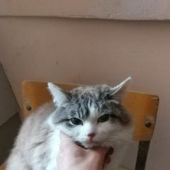 Подробнее об объявлении «Екатеринбург Найден кот» Фото: найдена кошка  «Екатеринбург Найден кот» в г. Екатеринбург