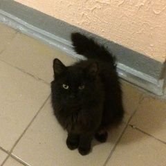 Подробнее об объявлении «Мытищи Найдена кошка» Фото: найдена кошка  «Мытищи Найдена кошка» в г. Мытищи