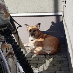 Подробнее об объявлении «Найдена собака кобель рыжий мальчик Реутов» Фото: найдена собака  «Найдена собака кобель рыжий мальчик Реутов» в г. Реутов