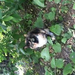 Подробнее об объявлении «Москва Найдена кошка трёхцветная мраморная домашняч» Фото: найдена кошка  «Москва Найдена кошка трёхцветная мраморная...» в г. Москва