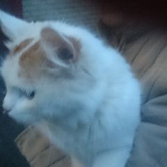 Подробнее об объявлении «Химки Найден кот» Фото: найдена кошка  «Химки Найден кот» в г. Химки