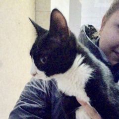 Подробнее об объявлении «Мытищи Найдена кошка» Фото: найдена кошка  «Мытищи Найдена кошка» в г. Мытищи