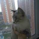 Подробнее об объявлении «Москва Найдена кошка» Фото: найдена кошка  «Москва Найдена кошка» в г. Москва