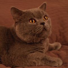 Подробнее об объявлении «Найден кот Сергиев Посад» Фото: найдена кошка  «Найден кот Сергиев Посад» в г. Сергиев Посад