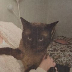 Подробнее об объявлении «Москва Найден кот ик» Фото: найдена кошка Тайская «Москва Найден кот ик» в г. Москва