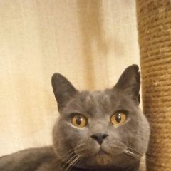 Подробнее об объявлении «Найден кот Климовск» Фото: найдена кошка Русская голубая кошка «Найден кот Климовск» в г. Климовск