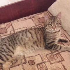 Подробнее об объявлении «Москва Найден кот» Фото: найдена кошка  «Москва Найден кот» в г. Москва