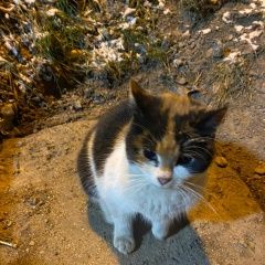 Подробнее об объявлении «Санкт-Петербург Найдена кошка помогите» Фото: найдена кошка  «Санкт-Петербург Найдена кошка помогите» в г. Санкт-Петербург