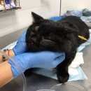 Подробнее об объявлении «Химки Найден кот черный кот» Фото: найдена кошка  «Химки Найден кот черный кот» в г. Химки