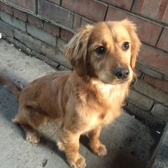 Подробнее об объявлении «Краснодар Найдена собака» Фото: найдена собака  «Краснодар Найдена собака» в г. Краснодар