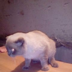 Подробнее об объявлении «Найден кот Анапа» Фото: найдена кошка Шотландская вислоухая «Найден кот Анапа» в г. Анапа