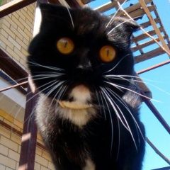 Подробнее об объявлении «Воронеж Найдена кошка» Фото: найдена кошка  «Воронеж Найдена кошка» в г. Воронеж