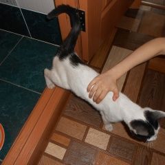 Подробнее об объявлении «Ульяновск Найдена кошка» Фото: найдена кошка  «Ульяновск Найдена кошка» в г. Ульяновск