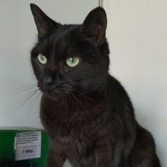 Подробнее об объявлении «Найден кот черный кот Зеленоград» Фото: найдена кошка  «Найден кот черный кот Зеленоград» в г. Зеленоград