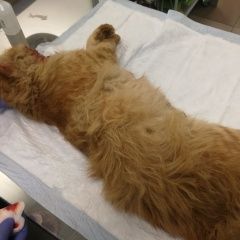 Подробнее об объявлении «Москва Найден кот персиковый кот пушистый метис» Фото: найдена кошка  «Москва Найден кот персиковый кот пушистый метис» в г. Москва