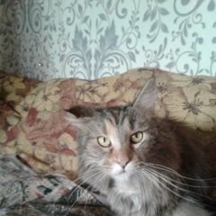 Подробнее об объявлении «Найдена кошка Балашиха» Фото: найдена кошка Мейн-кун «Найдена кошка Балашиха» в г. Балашиха