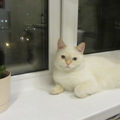 Подробнее об объявлении «Найдена кошка Красноярск» Фото: найдена кошка  «Найдена кошка Красноярск» в г. Красноярск