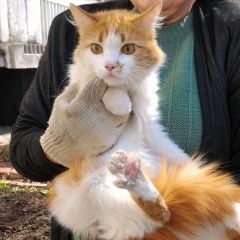 Подробнее об объявлении «Найдена кошка солнечная кошка. Москва» Фото: найдена кошка  «Найдена кошка солнечная кошка. Москва» в г. Москва