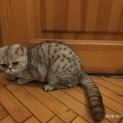 Подробнее об объявлении «Найдена кошка экзот окрас вискас глаза янтарь Москва» Фото: найдена кошка Экзотическая короткошерстная «Найдена кошка экзот окрас вискас глаза янтарь...» в г. Москва