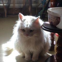 Подробнее об объявлении «Химки Найдена кошка в микрорайоне левобережный» Фото: найдена кошка  «Химки Найдена кошка в микрорайоне левобережный» в г. Химки