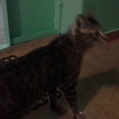 Подробнее об объявлении «Найдена кошка Нижневартовск» Фото: найдена кошка  «Найдена кошка Нижневартовск» в г. Нижневартовск
