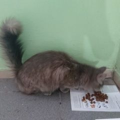 Подробнее об объявлении «Найдена кошка котёнок Уфа» Фото: найдена кошка  «Найдена кошка котёнок Уфа» в г. Уфа