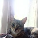 Подробнее об объявлении «Москва Найдена кошка домашняя кошка, приучена к лотку» Фото: найдена кошка  «Москва Найдена кошка домашняя кошка, приучена к...» в г. Москва