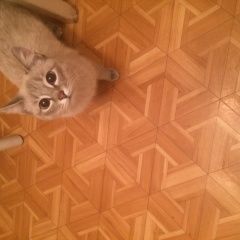 Подробнее об объявлении «Найдена кошка сиамский Самара» Фото: найдена кошка  «Найдена кошка сиамский Самара» в г. Самара