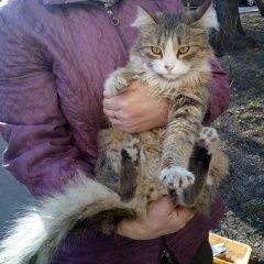 Подробнее об объявлении «Москва Найдена кошка район м. тимирязевская» Фото: найдена кошка  «Москва Найдена кошка район м. тимирязевская» в г. Москва