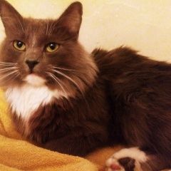 Подробнее об объявлении «Найден кот Колпино» Фото: найдена кошка  «Найден кот Колпино» в г. Колпино