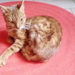 Подробнее об объявлении «Иваново Найдена кошка бенгальская» Фото: найдена кошка Бенгальская «Иваново Найдена кошка бенгальская» в г. Иваново