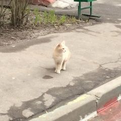 Подробнее об объявлении «Москва Найдена кошка кот(кошка)» Фото: найдена кошка  «Москва Найдена кошка кот(кошка)» в г. Москва