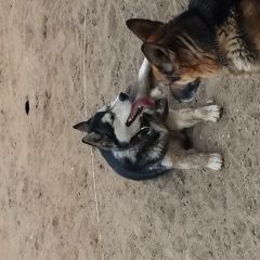 Подробнее об объявлении «Электроугли Найдена собака порода хаски или маломут» Фото: найдена собака Сибирская хаски «Электроугли Найдена собака порода хаски или...» в г. Электроугли