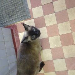 Подробнее об объявлении «Москва Найдена кошка сиамская кошка» Фото: найдена кошка Сиамская «Москва Найдена кошка сиамская кошка» в г. Москва