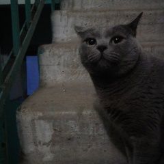 Подробнее об объявлении «Найдена кошка Ростов-на-Дону» Фото: найдена кошка Британская короткошерстная «Найдена кошка Ростов-на-Дону» в г. Ростов-на-Дону