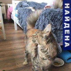 Подробнее об объявлении «Найдена кошка Сочи» Фото: найдена кошка Мейн-кун «Найдена кошка Сочи» в г. Сочи