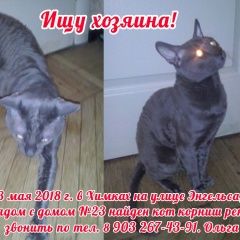 Подробнее об объявлении «Химки Найден кот» Фото: найдена кошка Корниш-рекс «Химки Найден кот» в г. Химки