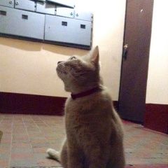 Подробнее об объявлении «Москва Найдена кошка фили-давыдково, ул. кастанаевская 31/3» Фото: найдена кошка  «Москва Найдена кошка фили-давыдково, ул....» в г. Москва