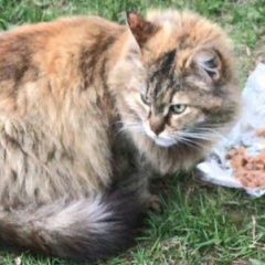 Подробнее об объявлении «Найдена кошка нв улице сидит кошка Зеленоград» Фото: найдена кошка  «Найдена кошка нв улице сидит кошка Зеленоград» в г. Зеленоград