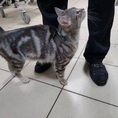 Подробнее об объявлении «Москва Найдена кошка кот» Фото: найдена кошка  «Москва Найдена кошка кот» в г. Москва
