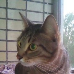 Подробнее об объявлении «Москва Найден кот» Фото: найдена кошка  «Москва Найден кот» в г. Москва