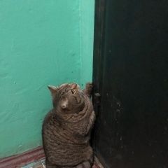 Подробнее об объявлении «Химки Найдена кошка» Фото: найдена кошка  «Химки Найдена кошка» в г. Химки