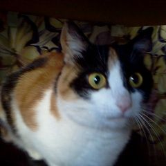 Подробнее об объявлении «Мытищи Найдена кошка трехцветная» Фото: найдена кошка  «Мытищи Найдена кошка трехцветная» в г. Мытищи