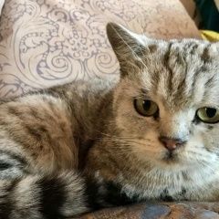 Подробнее об объявлении «Москва Найдена кошка» Фото: найдена кошка  «Москва Найдена кошка» в г. Москва
