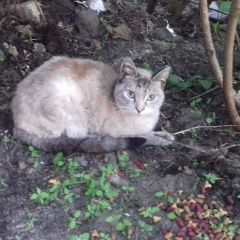 Подробнее об объявлении «Найдена кошка дымчатая кошка или кот Балашиха» Фото: найдена кошка  «Найдена кошка дымчатая кошка или кот Балашиха» в г. Балашиха
