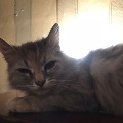 Подробнее об объявлении «Химки Найдена кошка срочно найти нового или старого хозяина» Фото: найдена кошка  «Химки Найдена кошка срочно найти нового или...» в г. Химки