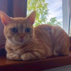 Подробнее об объявлении «Москва Найден кот молодой рыжий кот» Фото: найдена кошка  «Москва Найден кот молодой рыжий кот» в г. Москва