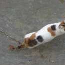 Подробнее об объявлении «Ангарск Найдена кошка» Фото: найдена кошка  «Ангарск Найдена кошка» в г. Ангарск