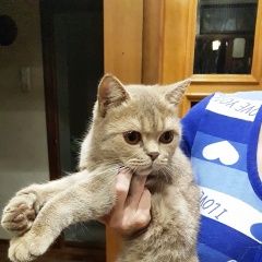 Подробнее об объявлении «Найдена кошка Балашиха» Фото: найдена кошка Британская короткошерстная «Найдена кошка Балашиха» в г. Балашиха